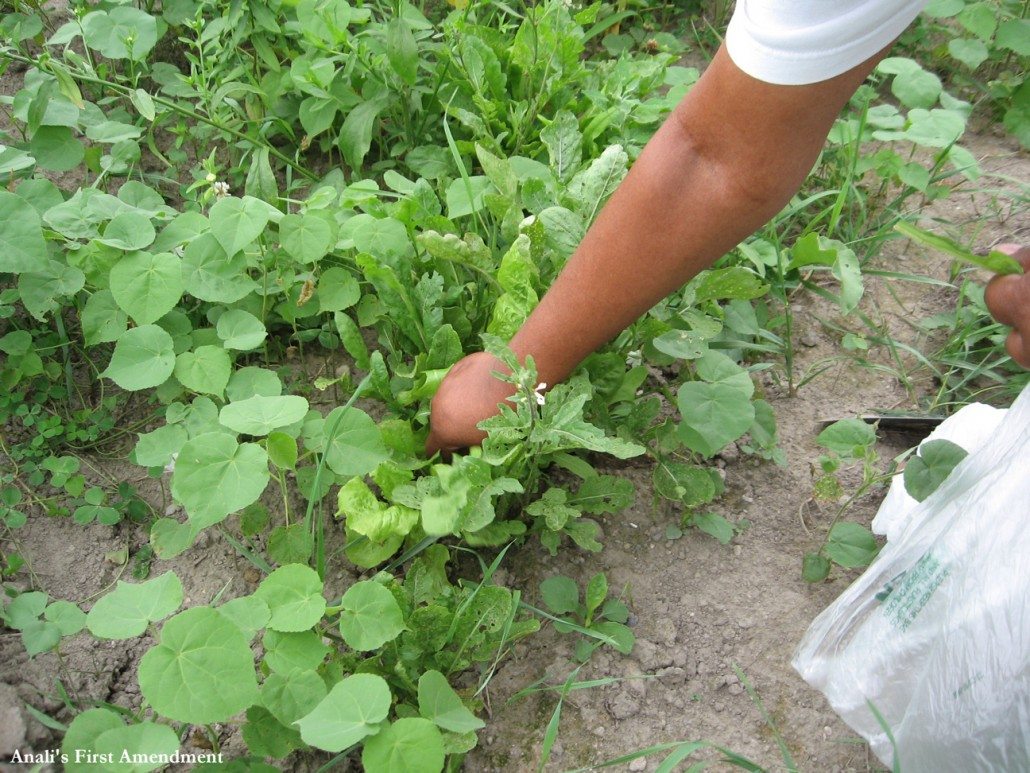 mom picking vegetables