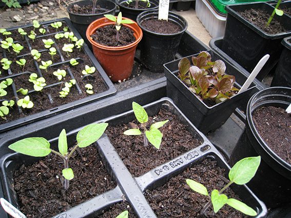 seedlings-in-coldframe